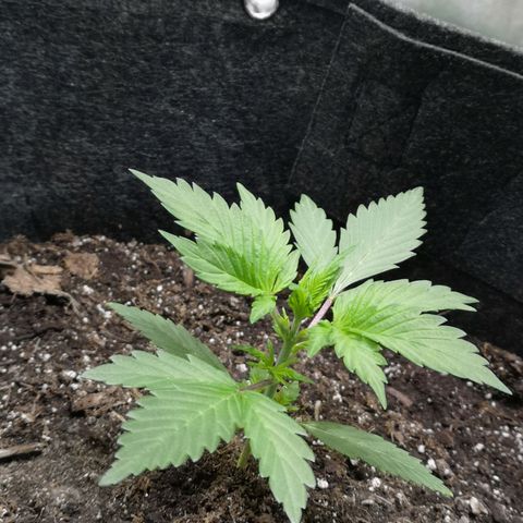 Purple Punch Auto  growlog timeline photo