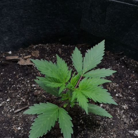 Purple Punch Auto  growlog timeline photo
