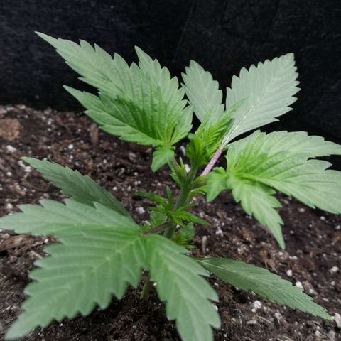 Purple Punch Auto  growlog timeline photo