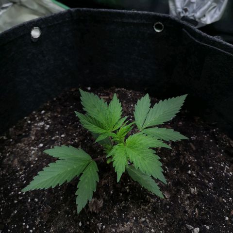 Purple Punch Auto  growlog timeline photo