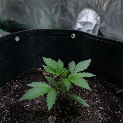 Purple Punch Auto  growlog timeline photo