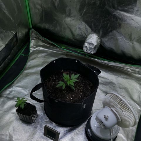 Purple Punch Auto  growlog timeline photo