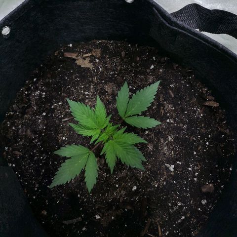 Purple Punch Auto  growlog timeline photo