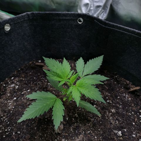 Purple Punch Auto  growlog timeline photo