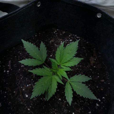 Purple Punch Auto  growlog timeline photo