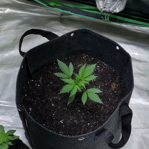 Purple Punch Auto  growlog timeline photo