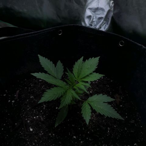 Purple Punch Auto  growlog timeline photo
