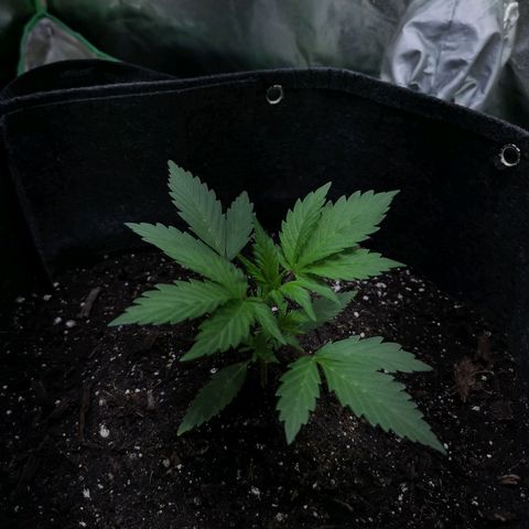 Purple Punch Auto  growlog timeline photo