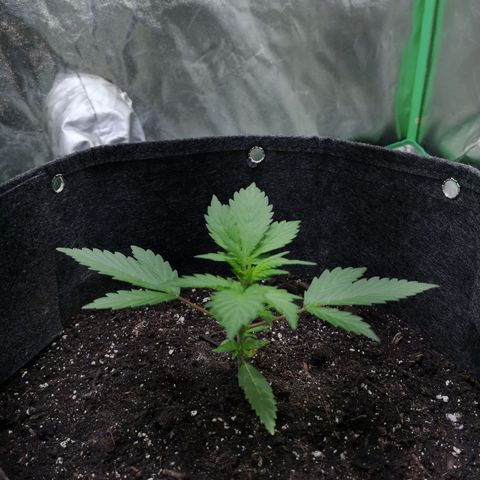 Purple Punch Auto  growlog timeline photo