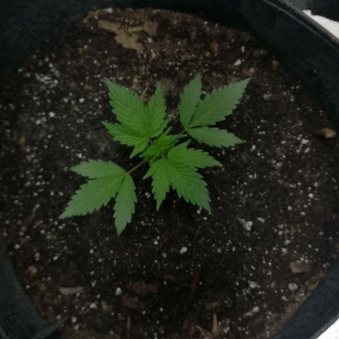 Purple Punch Auto  growlog timeline photo