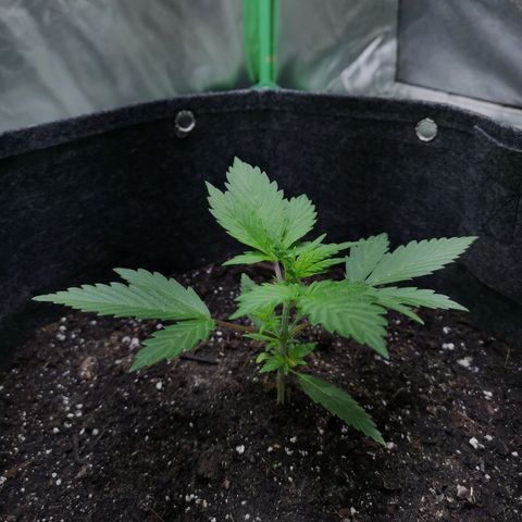 Purple Punch Auto  growlog timeline photo