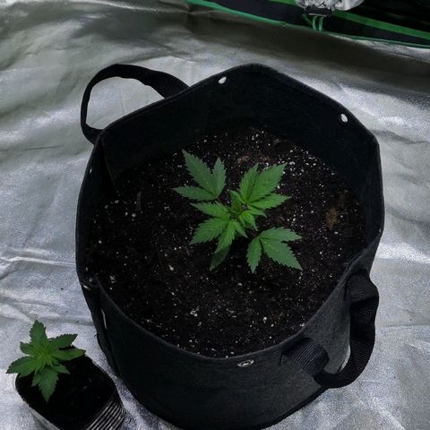 Purple Punch Auto  growlog timeline photo