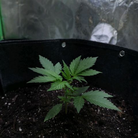 Purple Punch Auto  growlog timeline photo