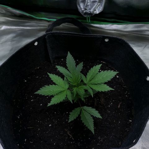 Purple Punch Auto  growlog timeline photo