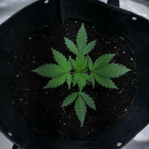 Purple Punch Auto  growlog timeline photo