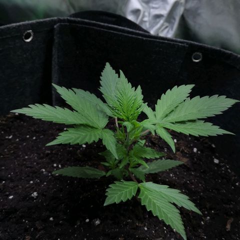 Purple Punch Auto  growlog timeline photo