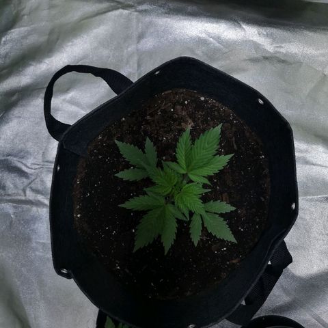 Purple Punch Auto  growlog timeline photo