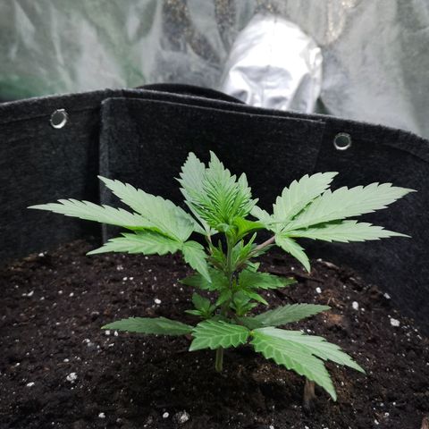 Purple Punch Auto  growlog timeline photo
