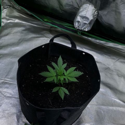 Purple Punch Auto  growlog timeline photo