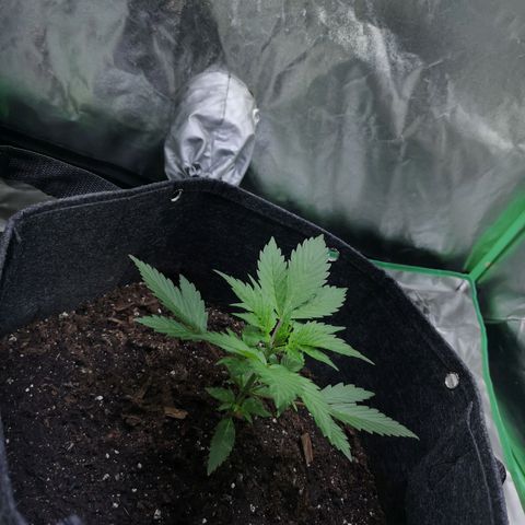 Purple Punch Auto  growlog timeline photo