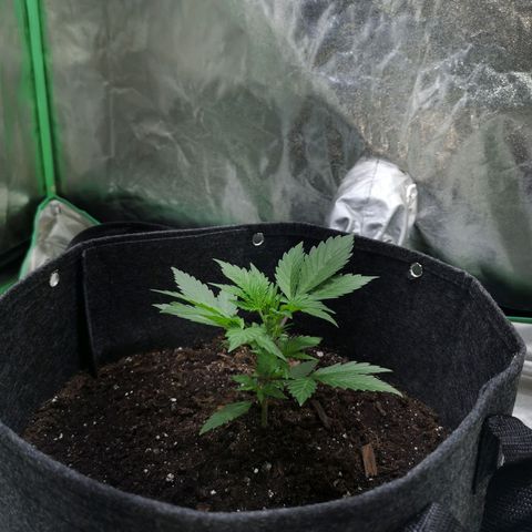 Purple Punch Auto  growlog timeline photo