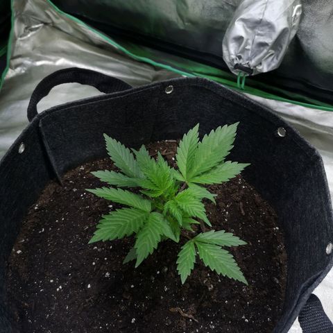 Purple Punch Auto  growlog timeline photo