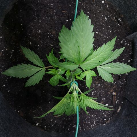 Purple Punch Auto  growlog timeline photo