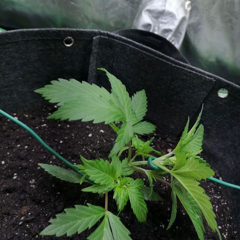 Purple Punch Auto  growlog timeline photo