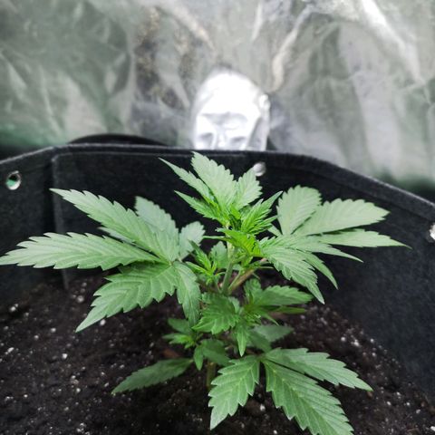 Purple Punch Auto  growlog timeline photo
