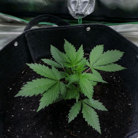 Purple Punch Auto  growlog timeline photo