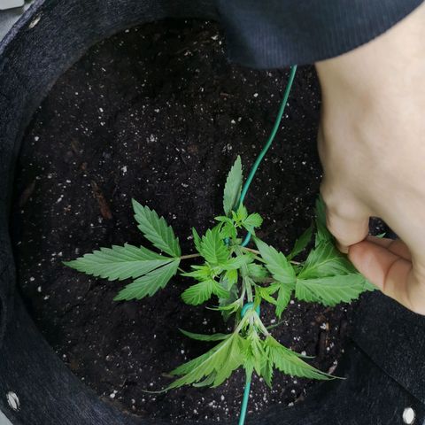 Purple Punch Auto  growlog timeline photo