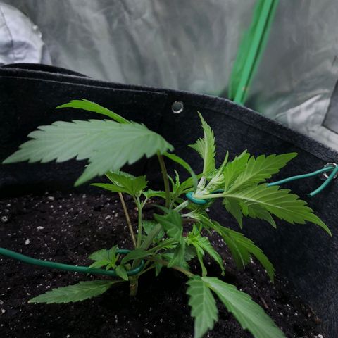 Purple Punch Auto  growlog timeline photo