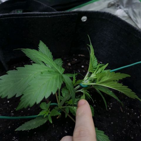 Purple Punch Auto  growlog timeline photo