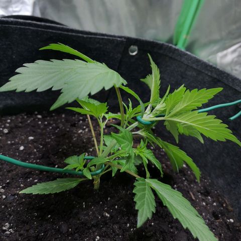 Purple Punch Auto  growlog timeline photo