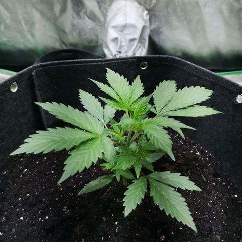 Purple Punch Auto  growlog timeline photo
