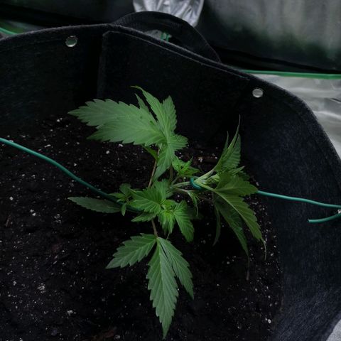 Purple Punch Auto  growlog timeline photo