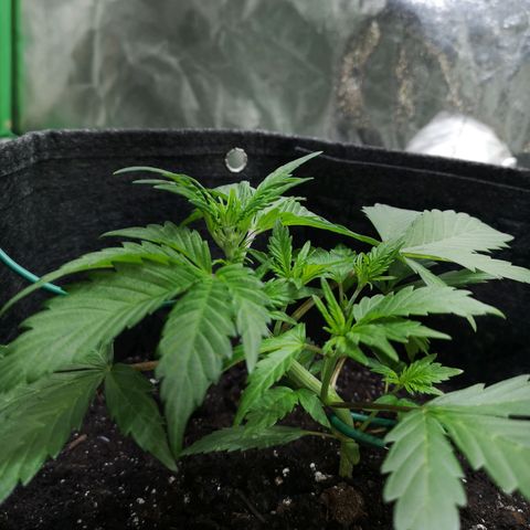 Purple Punch Auto  growlog timeline photo