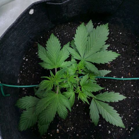 Purple Punch Auto  growlog timeline photo