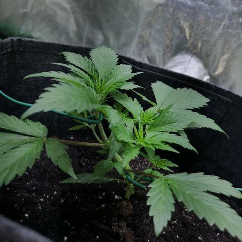 Purple Punch Auto  growlog timeline photo