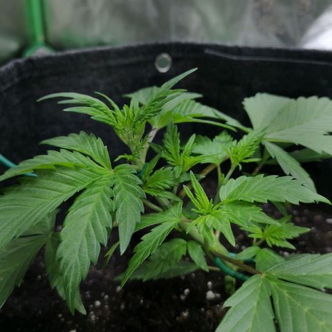 Purple Punch Auto  growlog timeline photo