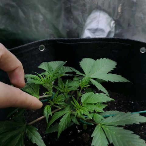 Purple Punch Auto  growlog timeline photo