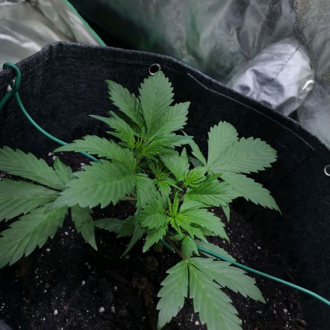 Purple Punch Auto  growlog timeline photo