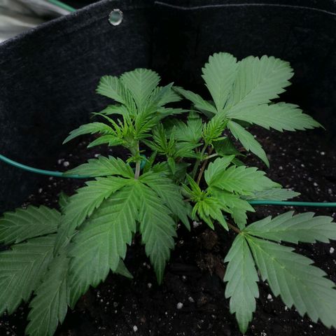 Purple Punch Auto  growlog timeline photo