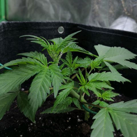 Purple Punch Auto  growlog timeline photo