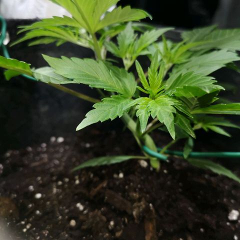 Purple Punch Auto  growlog photo: LST going well preflowrs showing wait another week or so and then maybe give 50/50 Gaia 3 scoops each ( maybe double so 6)