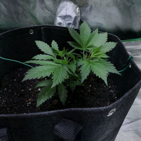 Purple Punch Auto  growlog photo: LST going well preflowrs showing wait another week or so and then maybe give 50/50 Gaia 3 scoops each ( maybe double so 6)