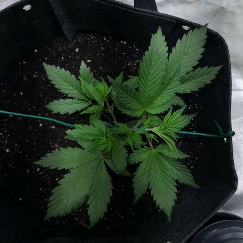 Purple Punch Auto  growlog photo: LST going well preflowrs showing wait another week or so and then maybe give 50/50 Gaia 3 scoops each ( maybe double so 6)