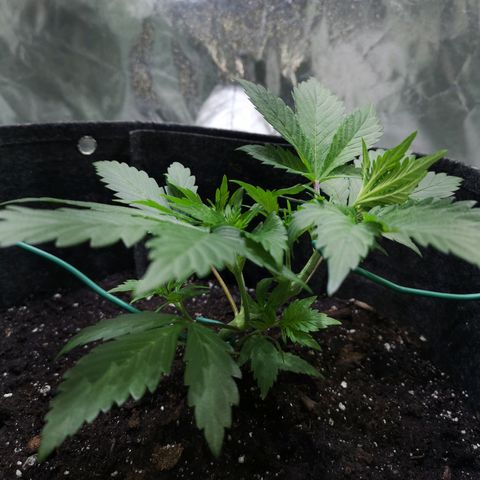 Purple Punch Auto  growlog photo: LST going well preflowrs showing wait another week or so and then maybe give 50/50 Gaia 3 scoops each ( maybe double so 6)