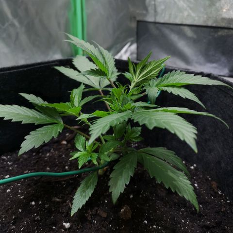 Purple Punch Auto  growlog photo: LST going well preflowrs showing wait another week or so and then maybe give 50/50 Gaia 3 scoops each ( maybe double so 6)