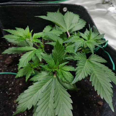 Purple Punch Auto  growlog photo: Going to turn the bloom switch on soon also need to feed 50/50 soon ( takes a bit to break down )